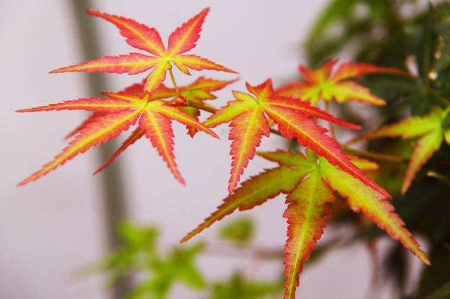 別墅庭院栽植樹木有哪些方面的禁忌或常見注意事項(xiàng)？
