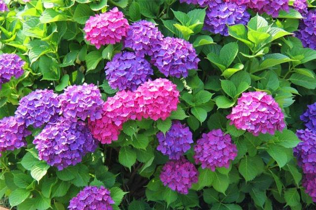 繡球花