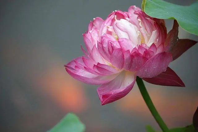 中式別墅庭院養(yǎng)一缸荷花，賞花觀魚，滿滿的東方韻味