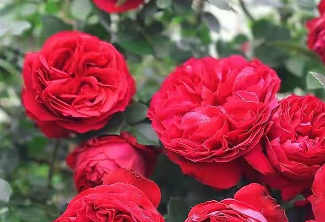 月季花