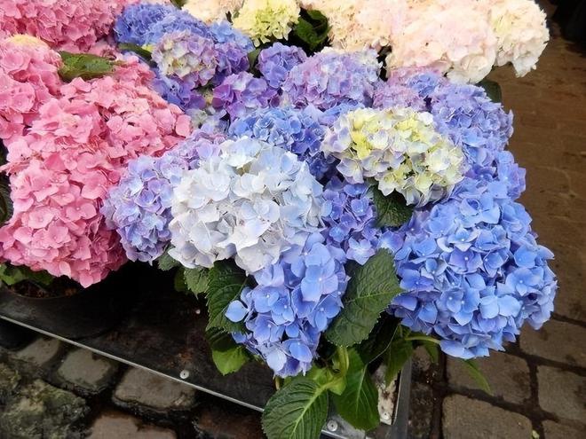 八仙花