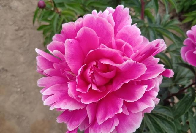 芍藥花