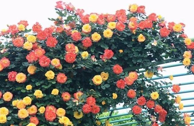 青島庭院設(shè)計(jì)施工