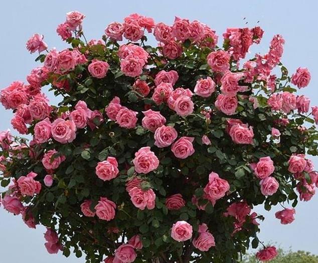 別墅庭院栽種幾棵中國獨(dú)特花樹-樹狀月季，韻味悠長，花香襲人