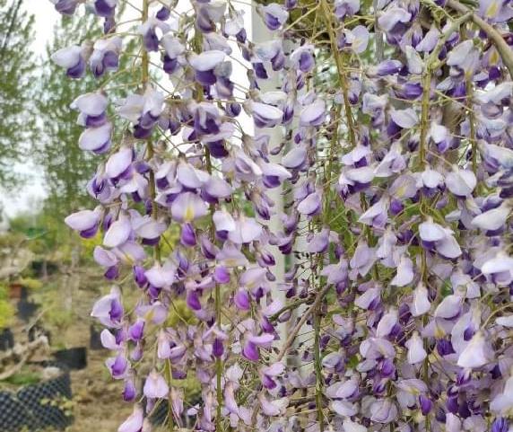 別墅庭院芬芳四溢的三種樹木：紫藤，桂花樹，丁香花的養(yǎng)護(hù)方法