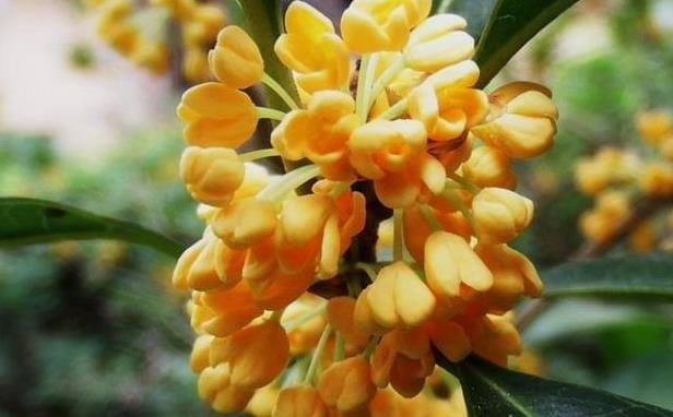 青島別墅庭院設(shè)計(jì)之桂花樹