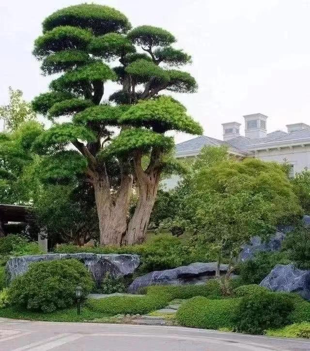 別墅庭院羅漢松