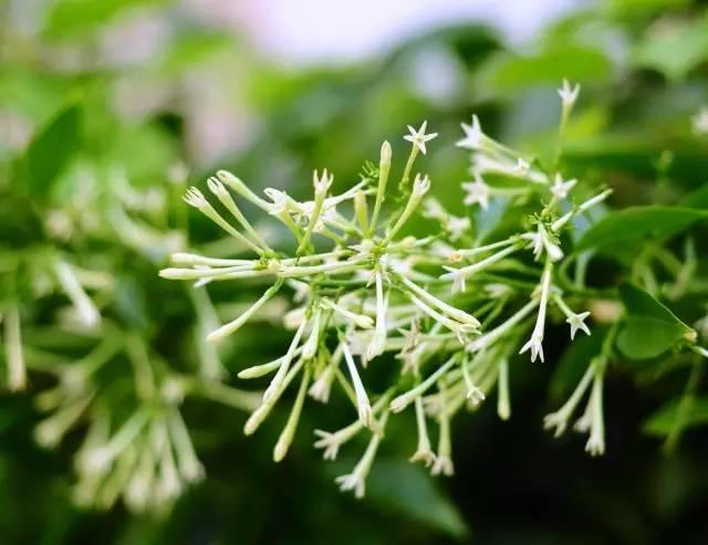別墅庭院種植驅(qū)蚊植物的小技巧
