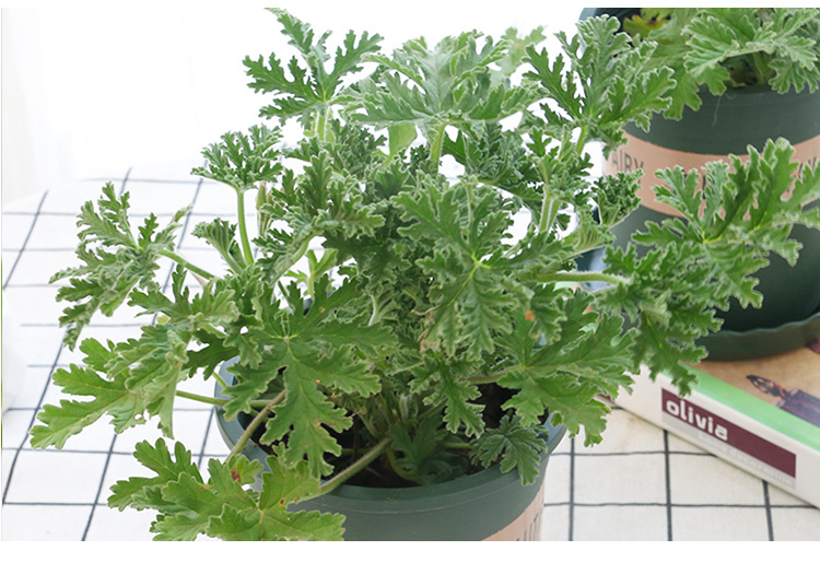 別墅庭院種植驅(qū)蚊植物片面性