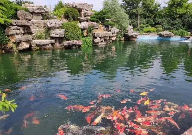 別墅庭院魚池比較常見的適合飼養(yǎng)的魚群類別是什么?