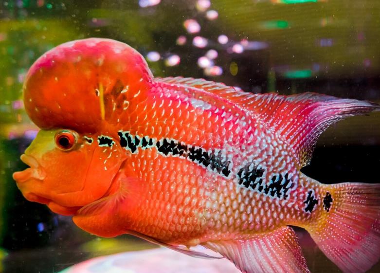 別墅庭院羅漢魚