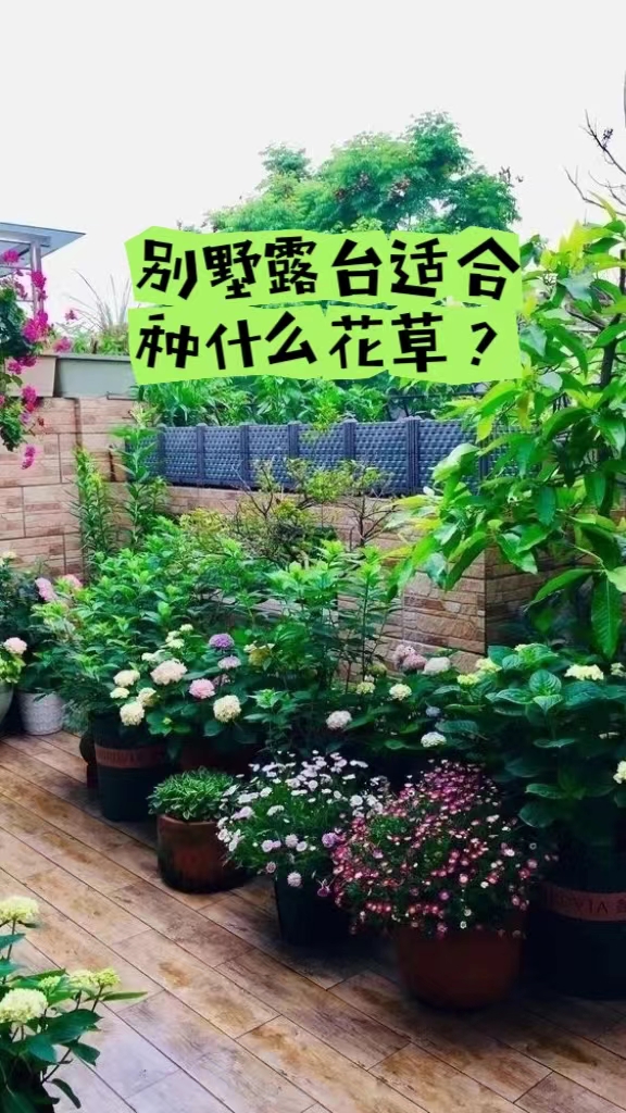 別墅露臺種什么花草比較適合?藤本月季，九重葛、萬壽菊，綠蘿、巴西木等