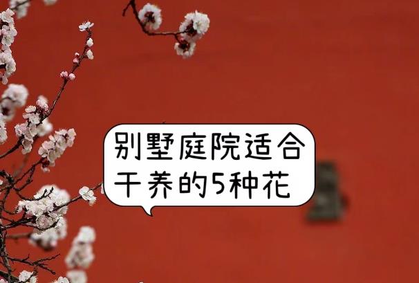 別墅庭院適合干養(yǎng)的5種花：茉莉花，菊花，臘梅，桂花，仙人掌