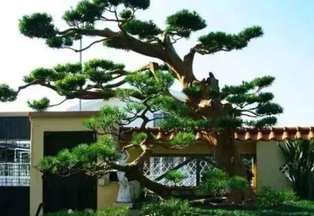 別墅庭院松樹
