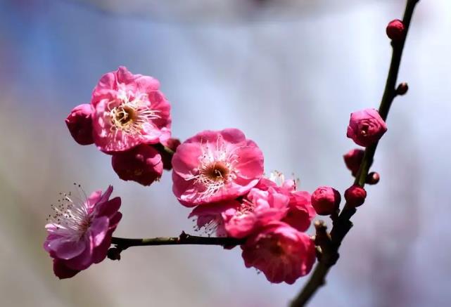 別墅庭院梅花