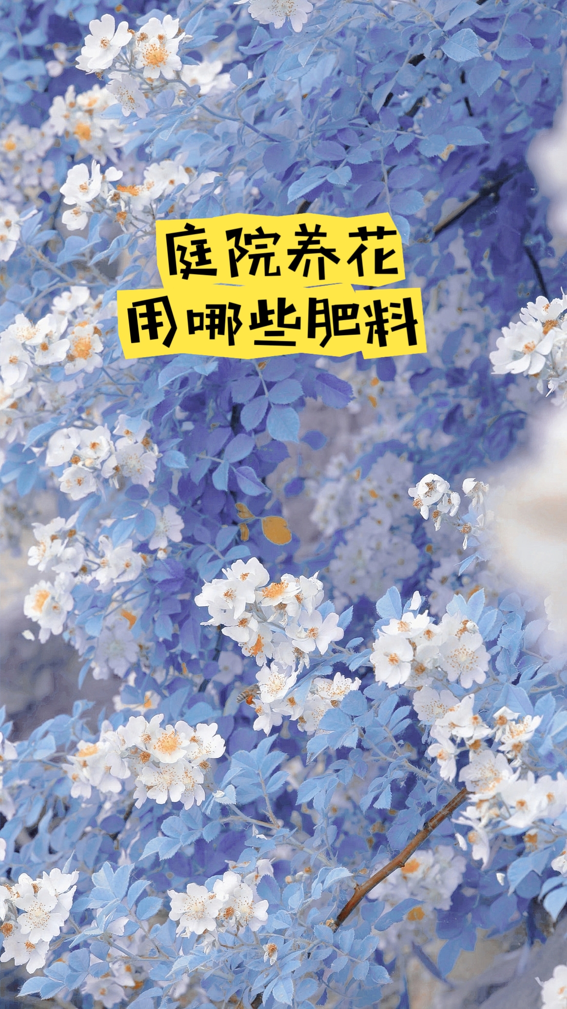 青島